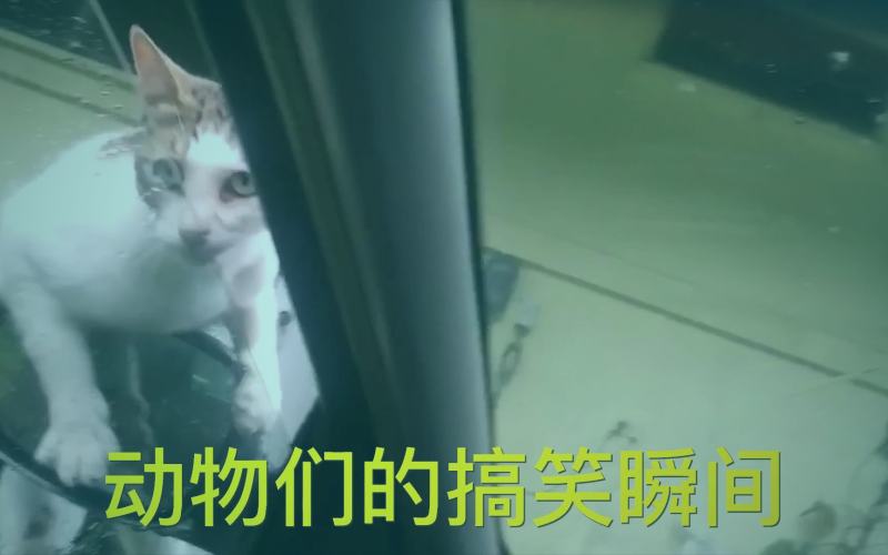 西瓜视频热门手游最新版本试玩解说主播互动画面