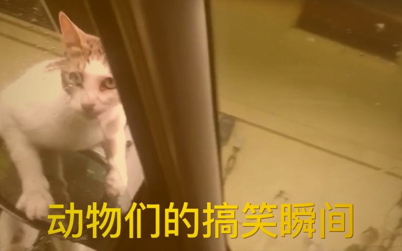 西瓜视频午间社会热点资讯解读中使用的数据可视化图表